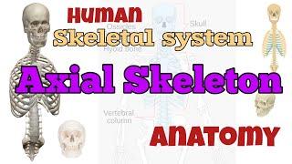 Axial Skeleton | skeletal system | Anatomy