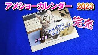 2023年姫華のアメショーカレンダー完売！ありがとうございました