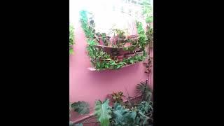 sweet  mini garden in home