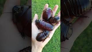 GIANT BURROWING COCKROACH