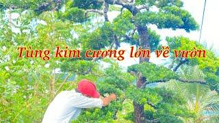 Tùng kim cương lớn ở vườn Zalo 0973297011