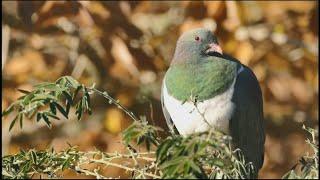 A kereru (Hemiphaga novaeseelandiae) feeding on tagasaste (Cytisus proliferus) leaves in winter