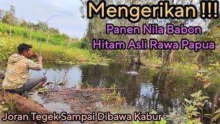 SubhanAllah !!! Ikan Nila Babon Liar di Rawa Papua Ini Terlalu Rakus Sampai Joran Tegek Dibawa Kabur