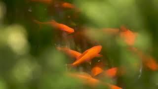 relaxing music for sleep / yin yang music / music for meditation