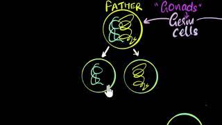 Germ cells, gametes & sexual reproduction | How do organisms reproduce | Biology | Khan Academy