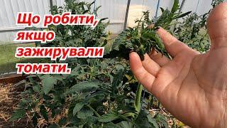 How to stop fattening of tomatoes - two effective methods!