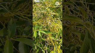 #Cuscuta #Dodder  #youtubeshorts #trending #shortsfeed #viralshort #Amarbel