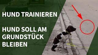 Hund trainieren ► Hund soll am Grundstück bleiben - ohne Zaun