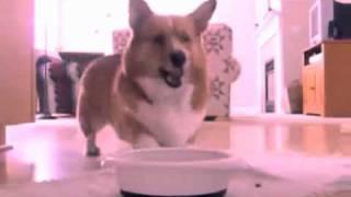 Corgi Step