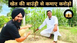 इस पौधे से कमाए करोड़ों | Mahogany Tree Farming in India | Swietenia Mahagoni7015842336