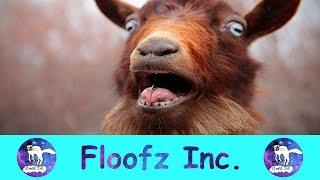 The Most Hysterical Screaming and Fainting Goats!