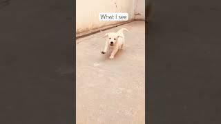 Part 3 #timo #dog #goldenretriever #trending #viral #shorts #short