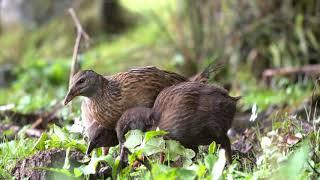 Weka