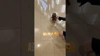 隨和互動的超E#extrovert #edog #dog #doglover #dogshorts #shortvideo #shorts #いぬ #かわいい犬 #かわいい #可愛い犬 #犬