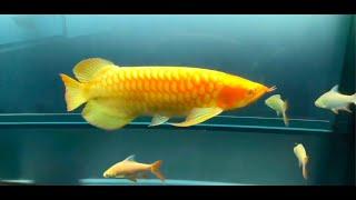 Best Top 10 Most Beautiful Arowana Fish | Beautiful Asian Arowana : The Legendary Dragon fish