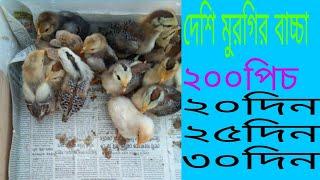 desi murgi bachcha country chicken chicks in Tripura supplier (delivery)9366243947