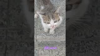 Cute baby cat#shorts #shortvideo #cat #catlover #petlover #cute #kitten #petlovers