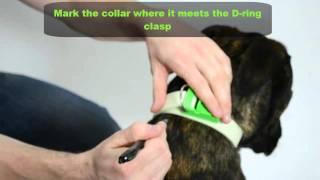 Furever Brite - Collar Fitting