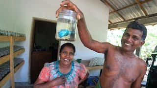 $0.17 Fish Aquarium in Rural Sri Lanka 