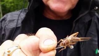 FISHING WITH CRICKETS WITHOUT PIERCING THE CRICKET!  Baitsaverhooks.com