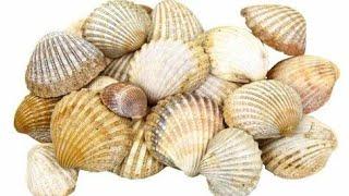 2 Amazing Seashell Craft Ideas