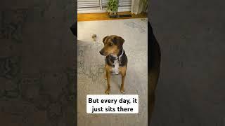It just sits there  #funny #dog