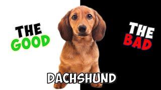 DACHSHUND - PROS & CONS