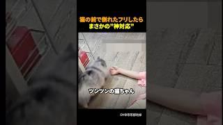 ツンツンな猫が見せた"本音"
