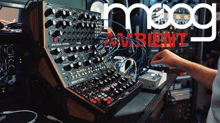 Ambient Jam with the Moog Sound Studio