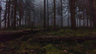 Forest Video - A Cinematic Exploration Into The Nature