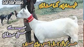 Shahdadpur bakra Mandi | today updates | Mix goat breed | date 14/10/2024