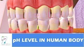 pH Level in human body