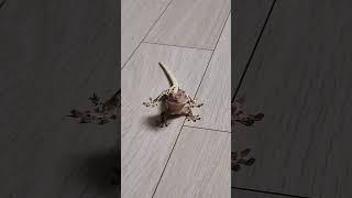 [크레스티드게코] 바닥에 도마뱀 한마리