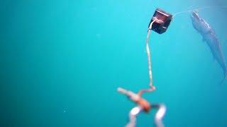 Underwater Video of King Mackerel Striking Bait