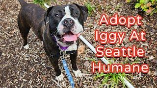 Adopt Iggy at Seattle Humane