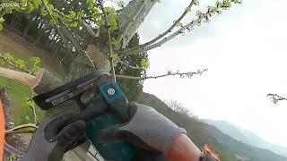 위험목제거, Dangerous Ginkgo Tree Removal,Makita Top Handle Arborist Battery Chainsaw