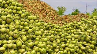 How Coconuts are Harvested and Processed from Farm to Factory. How Coconut Harvesting and Processing