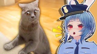 Best Cat Videos of the Decade - Erundel Vtuber Reacts