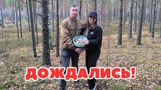 ВСЕ В ЛЕС! НАЧАЛОСЬ! НЕ ОЖИДАЛИ ТАКОГО МАССОВОГО И БЫСТРОГО ВЫХОДА ГРИБОВ! СУПЕР!