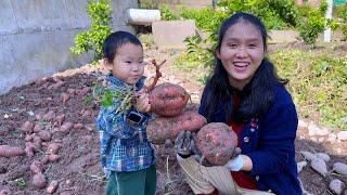 Yike digs up sweet potatoes like a little farmer,makes caramelized sweet potatoes