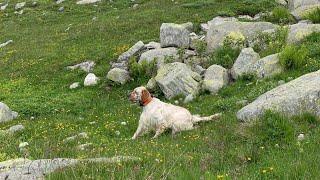 Fiume delle Bianche Alpine, prime lezioni di correttezza al frullo su Starne