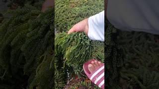 LATO HARVEST/SEAGRAPES/LATO SEASON