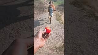 Cow Video Chhoti gaiya ati