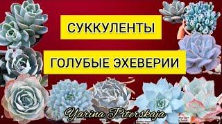 Суккуленты.  Голубые эхеверии.