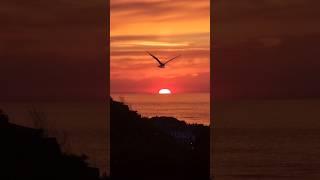 Beautiful sunset in Ilfracombe! #sunset #ilfracombe #seagull #trending