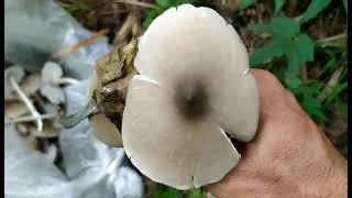 mushroom native food of province during rainny season, mayeg ageh tv