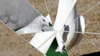 GÜVERCİNLER (EN İYİ MARDİN GÜVERCİNLERİ)