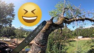 Cutting Big Oak Tree (for no reason) 