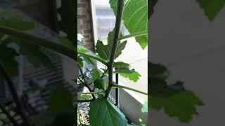#figs #garden #containergardening  #shortvideo 5/24/2025