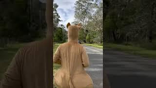 Kangaroos on the side of the road: